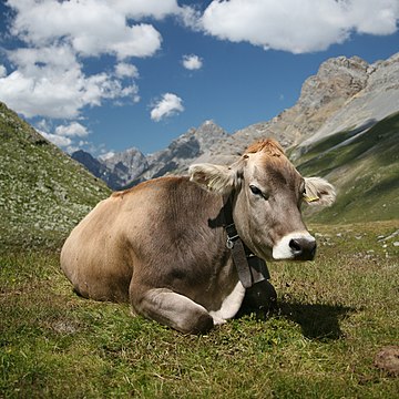 A picture of a contented brown cow lying in an alpine field.